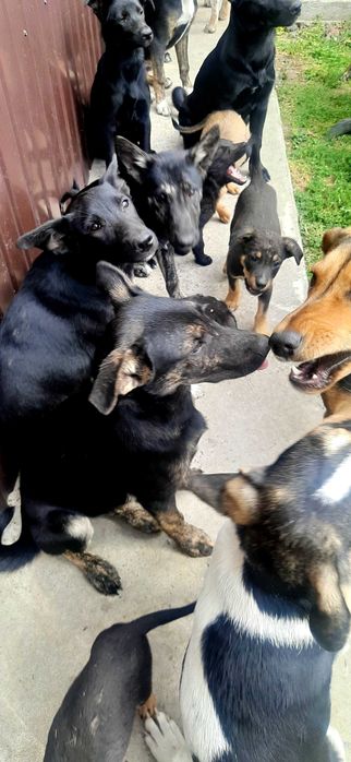 Цуценята привиті