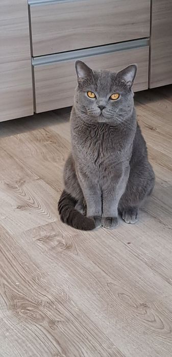 Kot Brytyjski Reproduktor zaprasza na krycie.