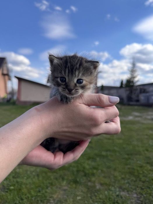 Віддам кошенятко дівчинку в добрі руки