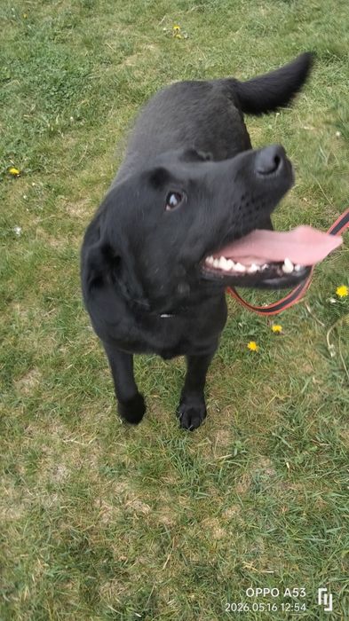 Heban labrador do adopcji