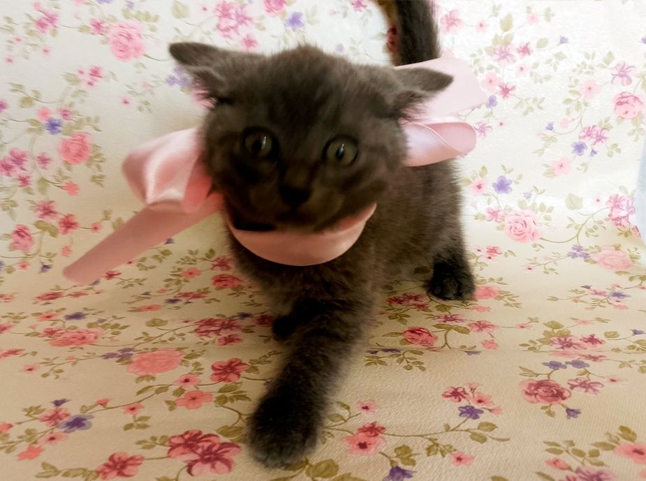 Продаються кошенята