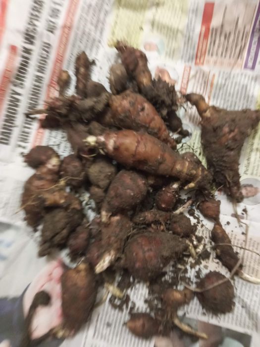 Topinanbur jadalny