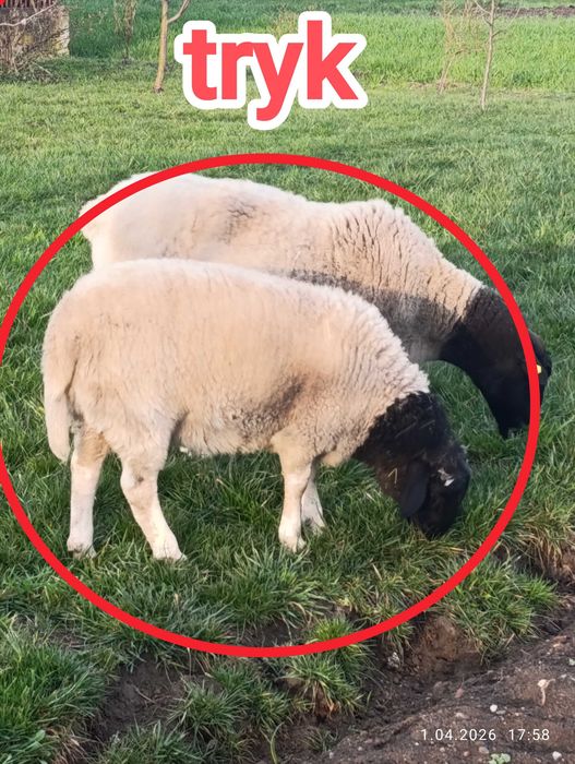 Sprzedam owce dorper