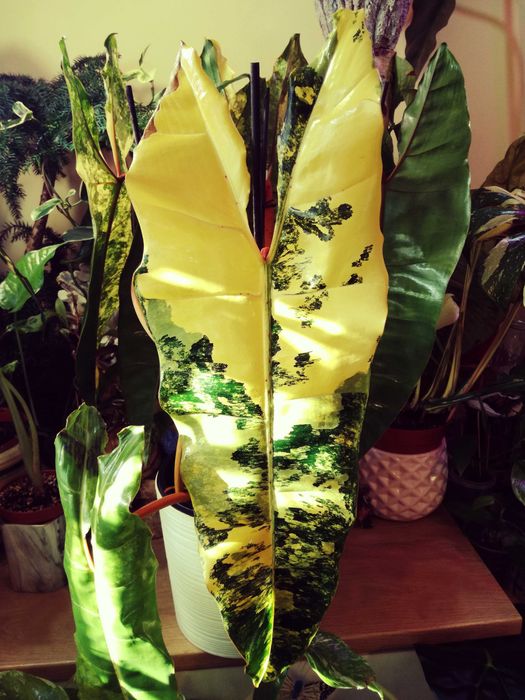 Philodendron BILLIETIAE Variegata RZADKOŚĆ Monstera Filodendron Epipremnum