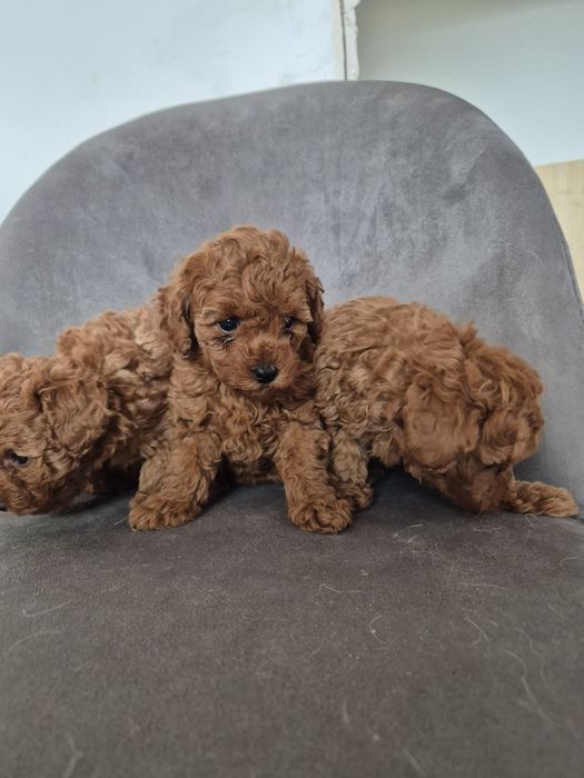 Дівчатка тои пуделя.