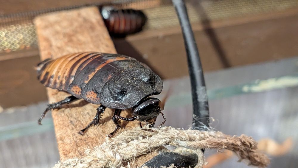 Мадагаскарскі таргани