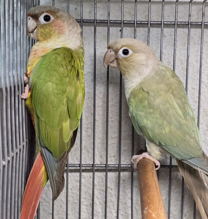 Pyrrhuras lindíssimas