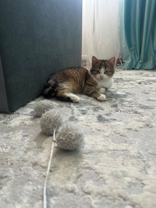 Кошеня мініатюрних розміріа