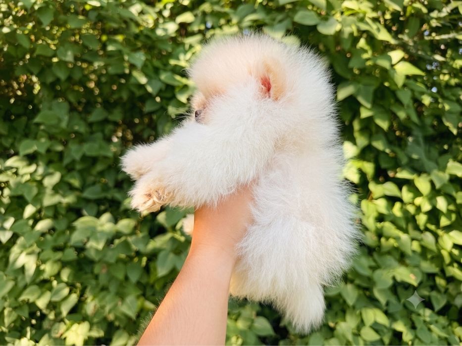 Pomeranian Szpic Miniaturowy chlopiec w typie misia