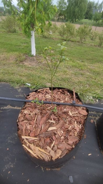 Sprzedam korę sosnową 60 l