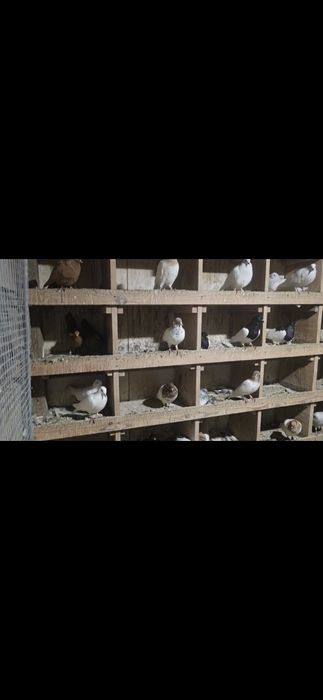 Lot około 110 sztuk