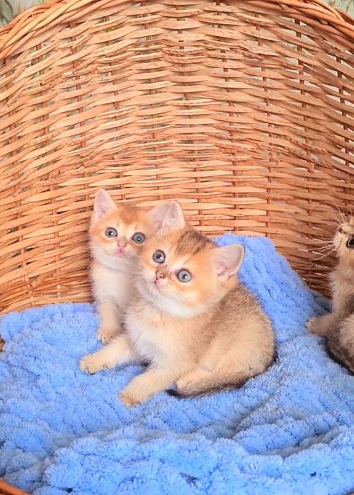 Золотая молодёжь Девочка и Мальчик