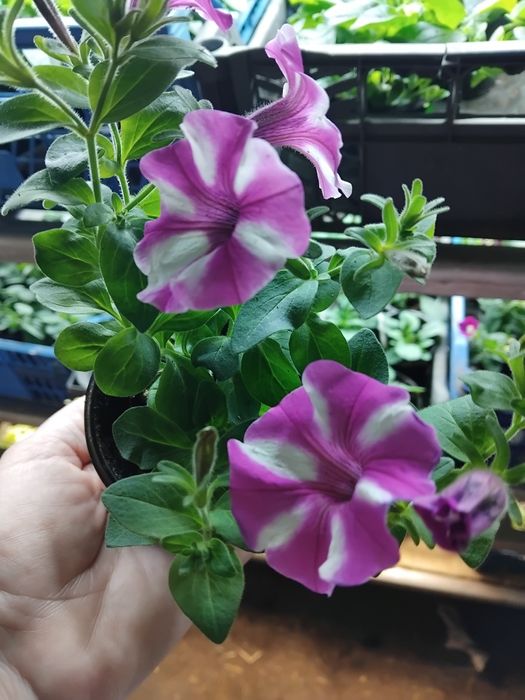 Тайдали,бланкет,віста