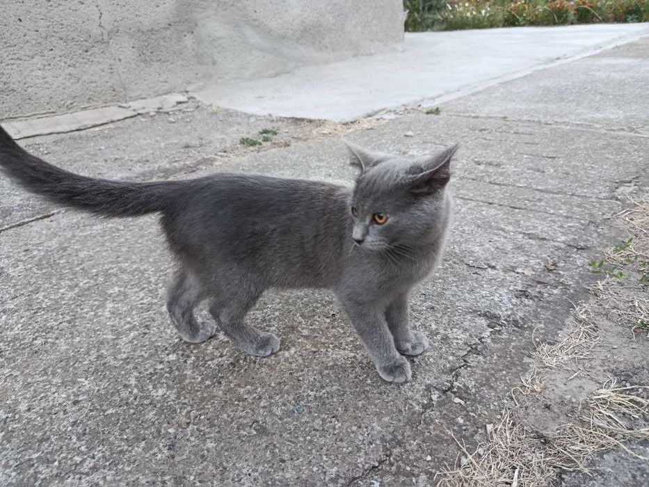 Віддам кошенят в добрі руки