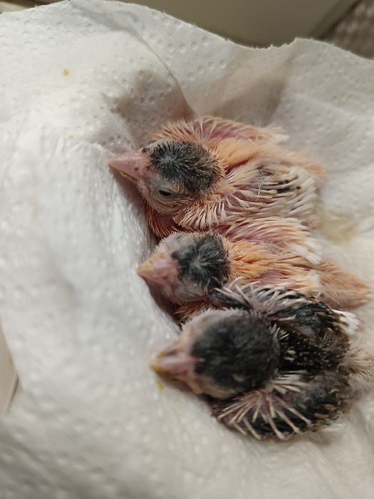 Kanarki arlekiny portugalskie na sprzedaż