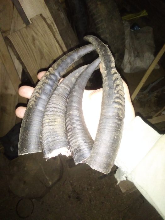 Ласощі для собак ріг оленячий і кози  собакам  700 гр