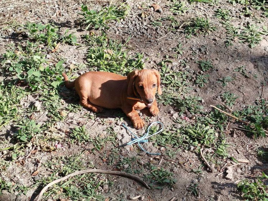 В продажі чудові Такси