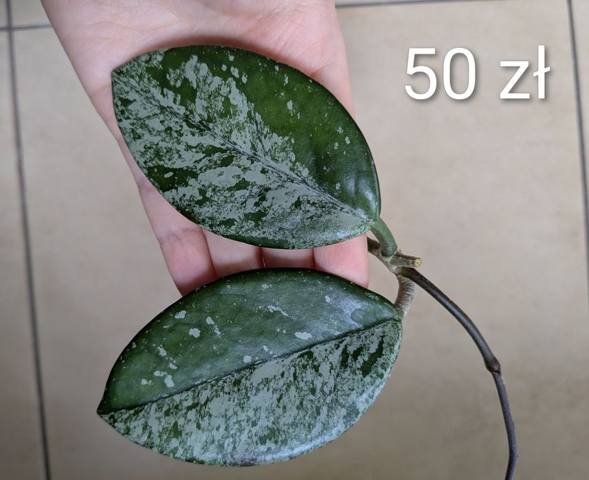 Hoja hoya wilbur graves