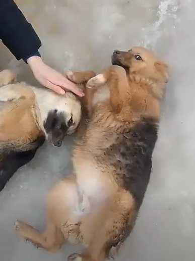 щенки девочки ищут дом