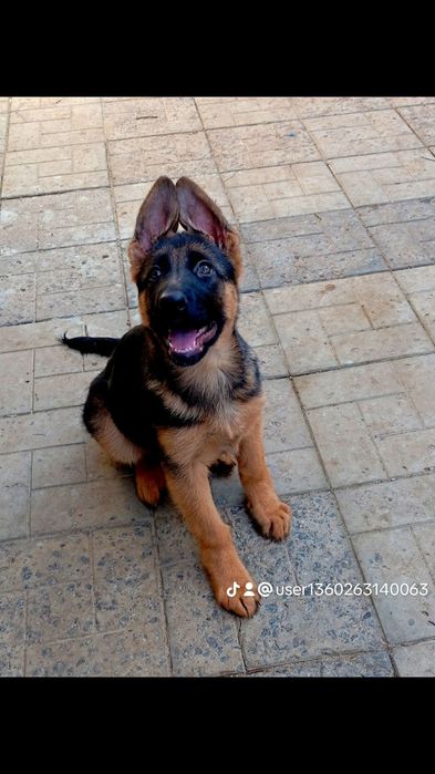 Роскошные суки, крупные.