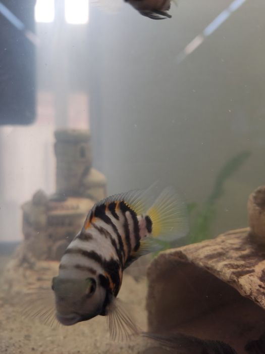 Цихлазома чернополосая, цихлида, и сомята