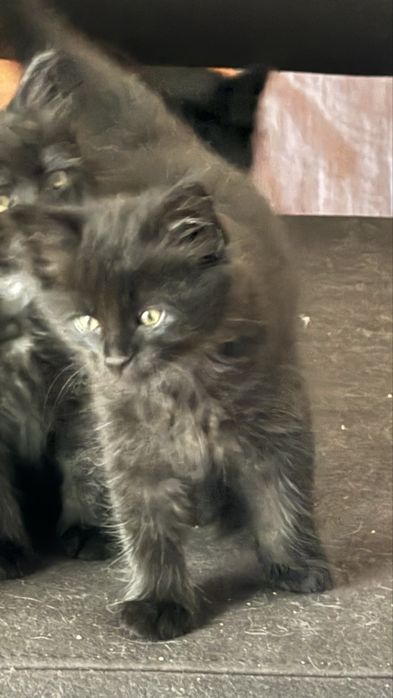 Lindos gatinhos