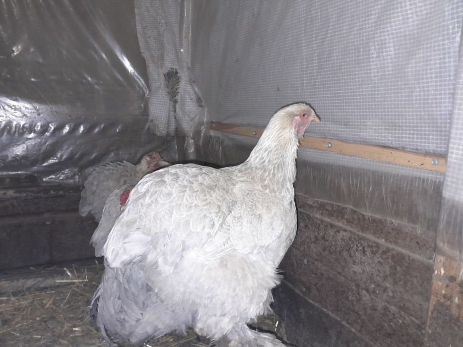 Інкубаційні яйця курей брама ізабелла.