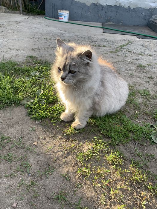 Кішка безкоштовно