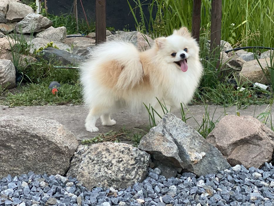 Померанський шпіц