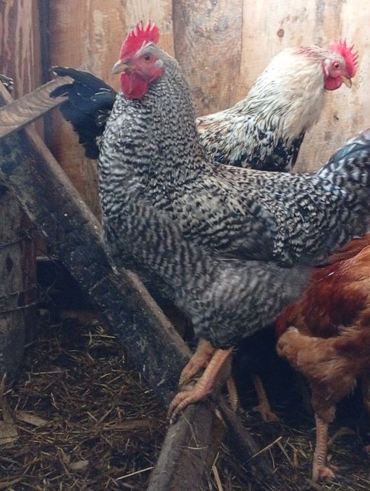 Продам молодих півнів.