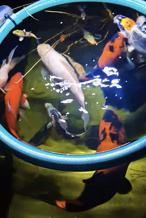 Carpas koi / Cometas / shibunkins