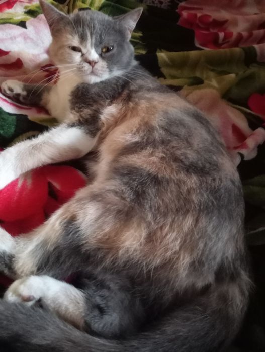 Британская кошечка