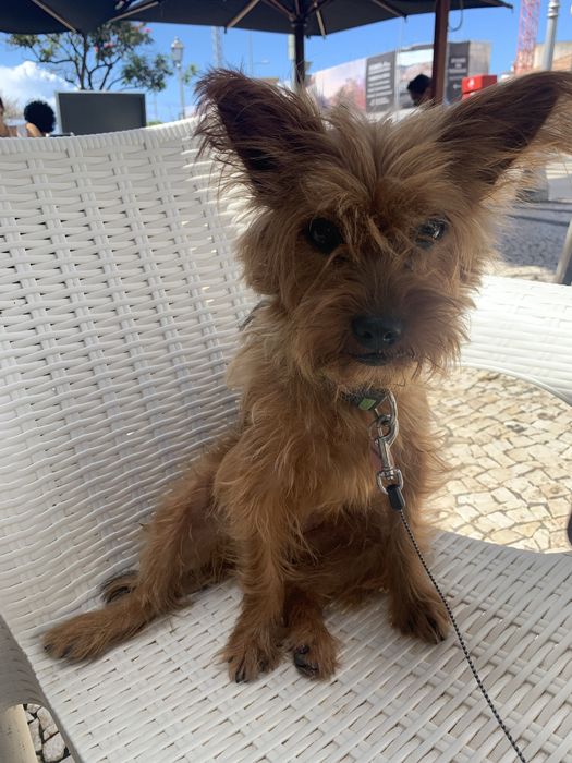 Petsitting e dogwalking438131563954841602