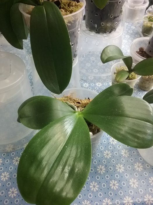 Орхидея Миту Рефлекс Кинг Флава # 1 з цветоносом