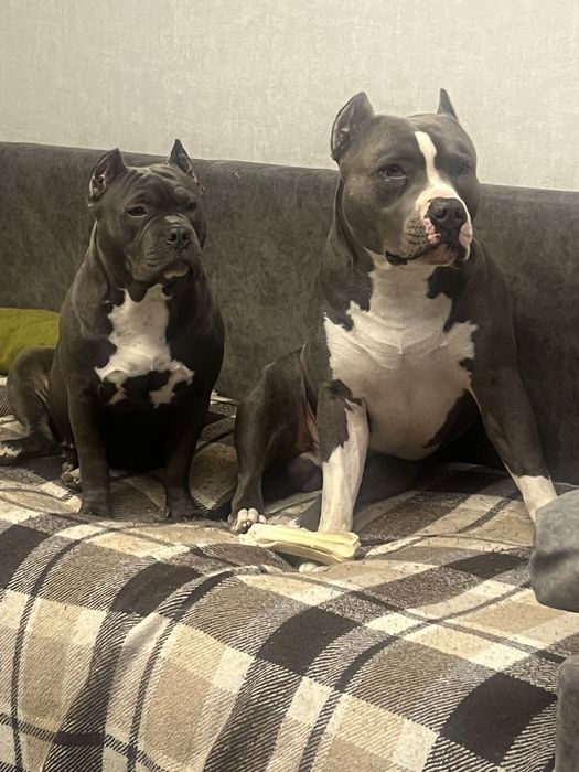 Амеріканські булі