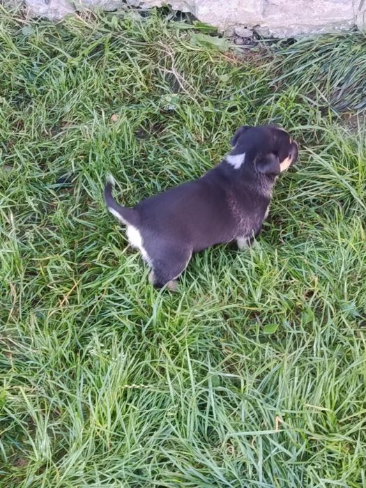 Відвм собак в дрбрі рукі батько змішана вівчарка мати дворняга  вік 2