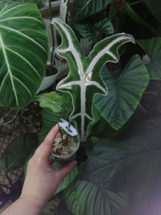 Алоказия много сортов. Нобилис, блек стем, лонгилоба пёрпл.