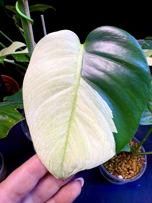 Monstera NOID  Monstera Mint  kolekcjonerska