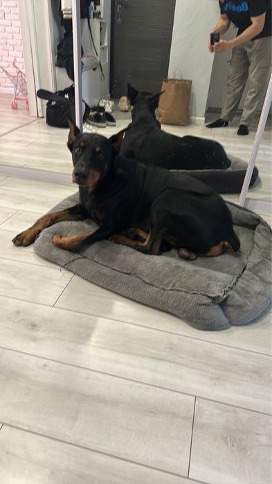 Вʼязка доберман шукаєм дівчину