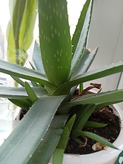 Алоє Vera косметичне алоє вазон