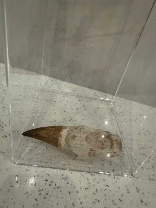Prawdziwe zęby dinozaura Mosasaur Mozozaur Gigant