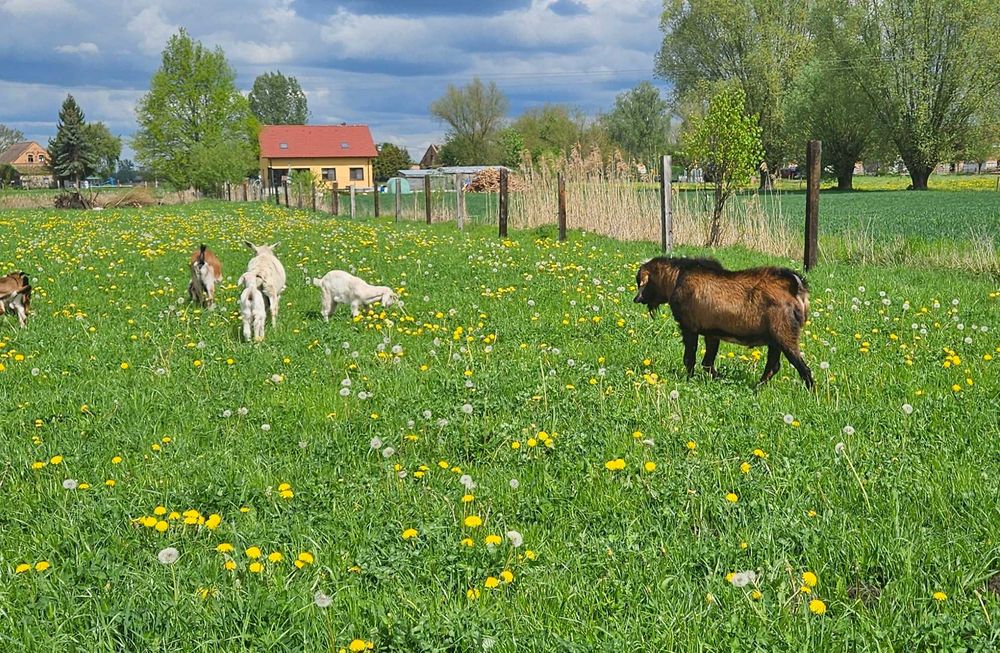 Kozioł anglonubijski