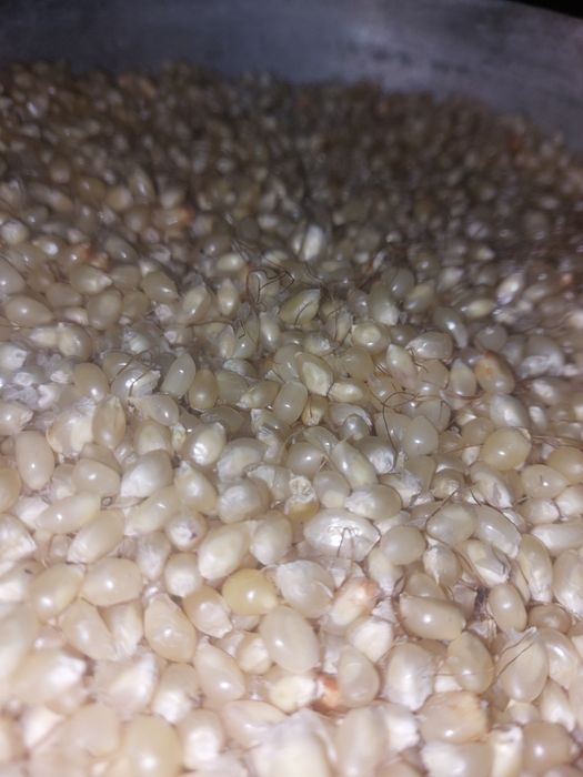 Продам поп корн в зернах