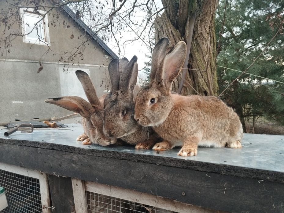 Piękne Króle Belgi