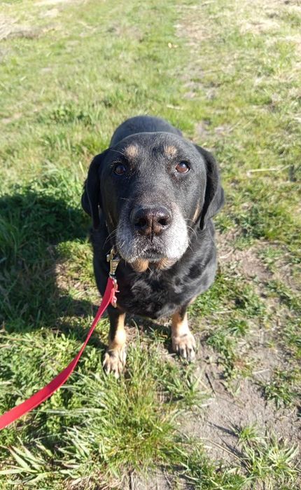 Saba rottweilerka do adopcji