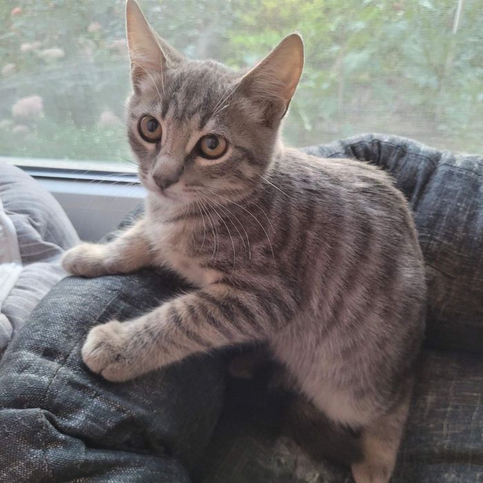 Кошеня шукають родини