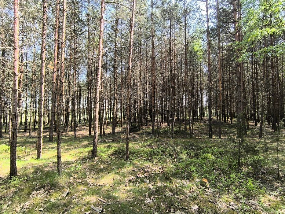 Działka lesna 1,0192 ha , Las