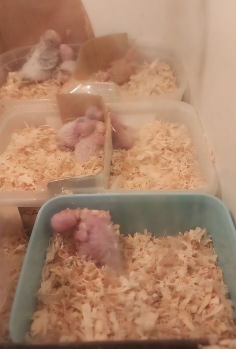 Agapornis 100% domesticado Macho