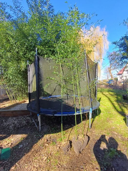 Bambus mrozoodporny Phyllostachys bisetti