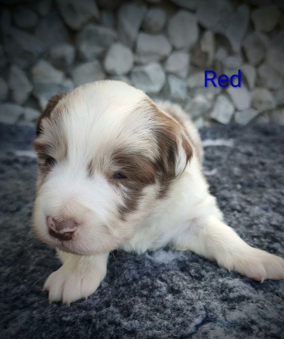 Border collie piesek Red  merle przebadani rodzice